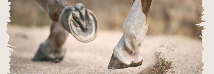 einstiegsbanner pferd pferdepflege hufe derby